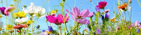 Et blomsterbed fyldt med farverige blomster i lilla, pink, hvid, gul og blå nuancer. Baggrunden er en klar, blå himmel, hvilket skaber en lys og livlig stemning. Blomsterne svajer let i vinden, hvilket tilføjer en følelse af naturlig skønhed.
